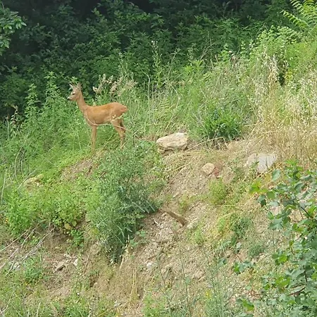 Fiesa * بورتوروز