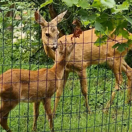 Fiesa Portoroz